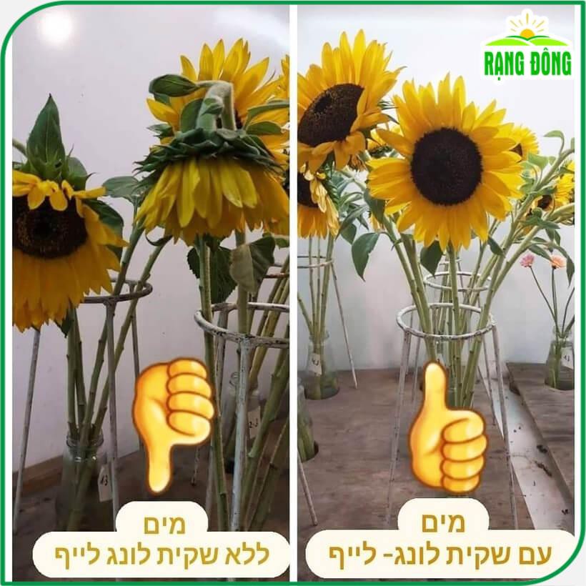 Dưỡng Hoa Tươi Lâu Gadot Longlife nhập từ Israel - gói 5gr