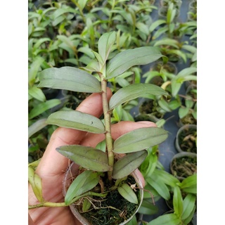 phi điệp bệt lâm sung