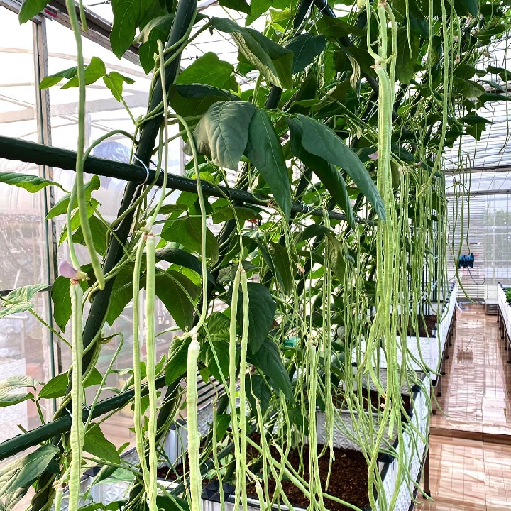 [Hạt giống Đài Loan] Hạt giống đậu đũa xanh Đài Loan - tỷ lệ nảy mầm 95%