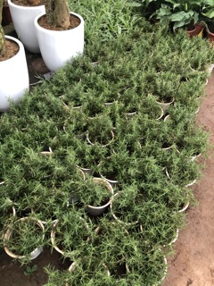 Cây hương thảo to - Rosemary