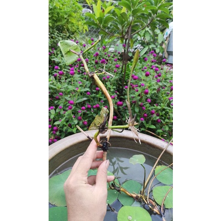 Combo củ ngó sen các loại