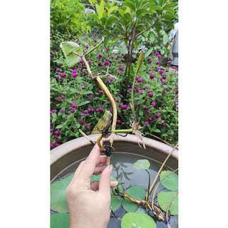 Combo củ ngó sen các loại
