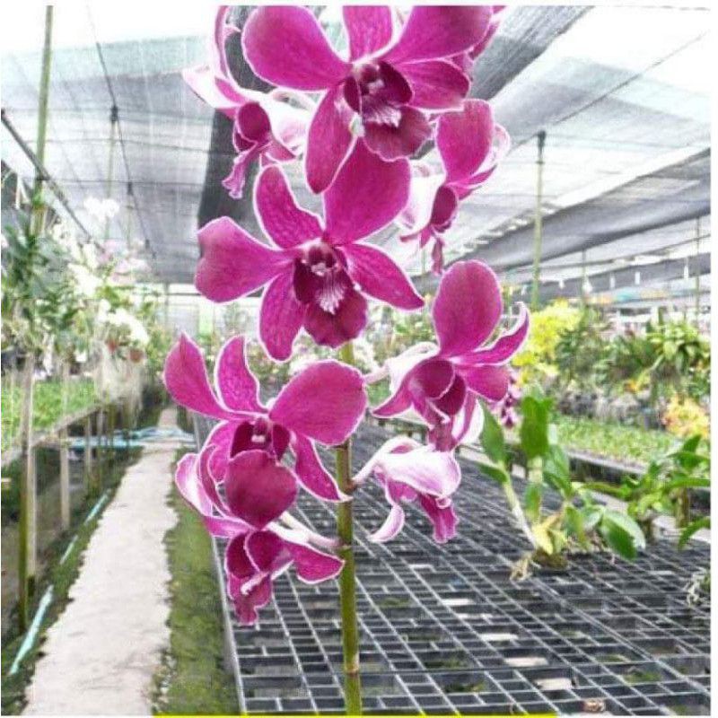 lan dendro nắng ceacer red