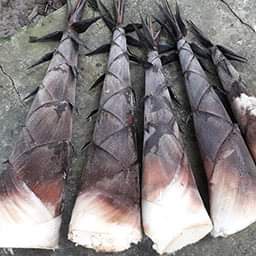 Cây Giống măng tre Bát Độ