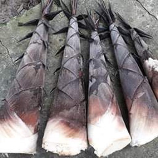 Cây Giống măng tre Bát Độ
