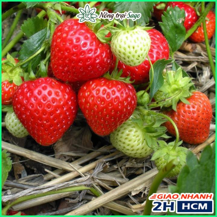 Hướng dẫn cách trồng dâu tây cho trái nặng trĩu 5