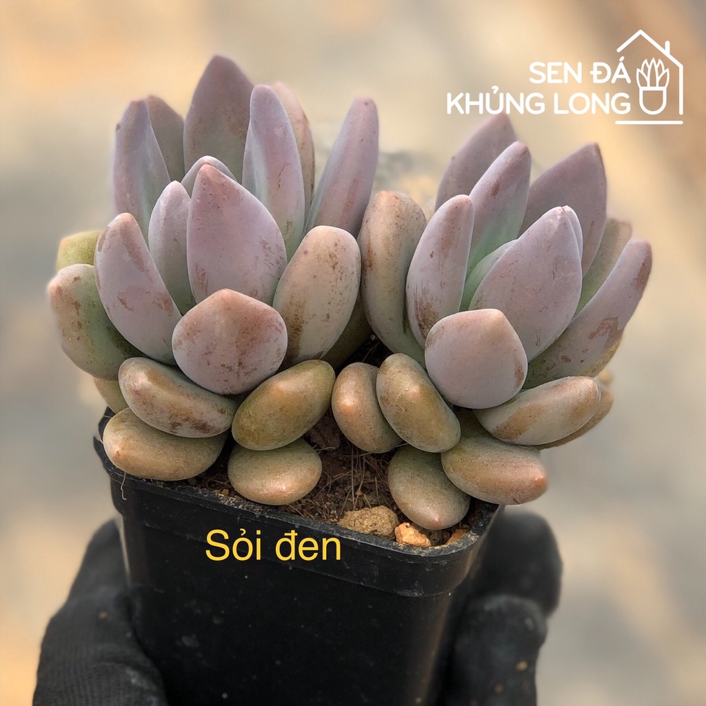 Sen Đá Sỏi Đen - Pachyphytum Oviferum Shireiden