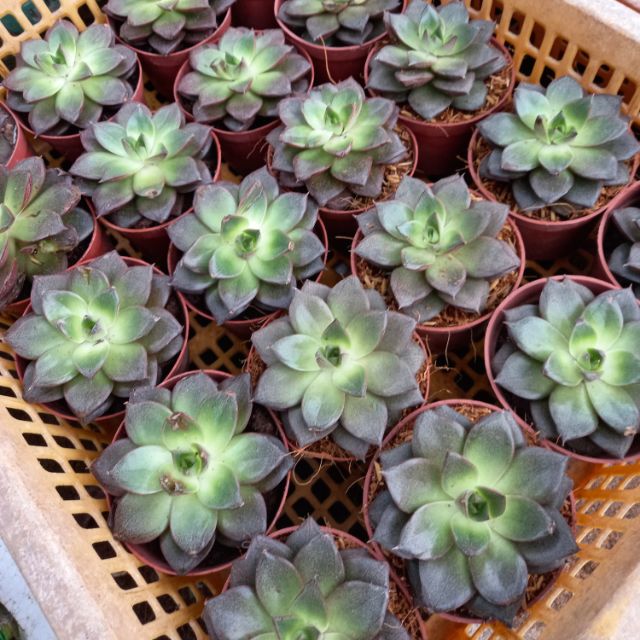 .💕🌱  Sen đá nâu.💕🌱