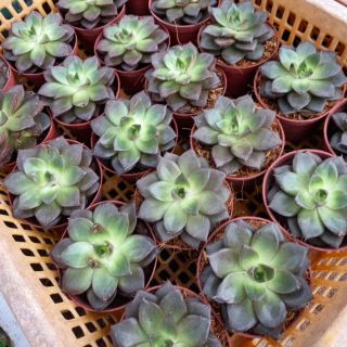 .💕🌱  Sen đá nâu.💕🌱