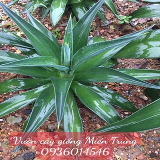 Cây Dứa Nam Mỹ- Dứa cảnh- size nhỏ 30-40cm