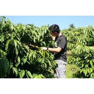 [FREESHIP 99K TOÀN QUỐC]1KG CÀ PHÊ HẠT ROBUSTA HẢO HẠNG (túi zip)