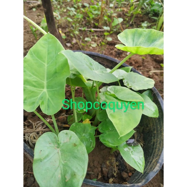 Bạc hà nấu canh chua cây con