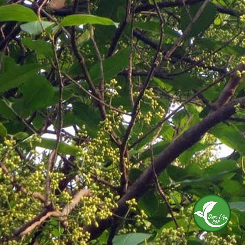 Nụ vối khô [1KG] Loại thượng hạng