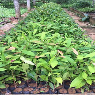 Cây giống gỗ sến
