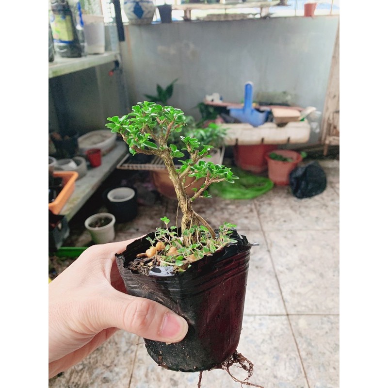 Sam Hương bonsai