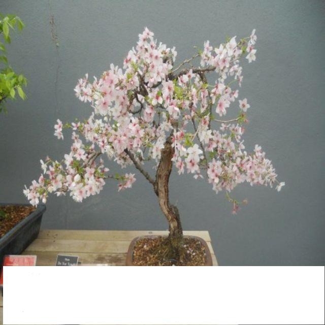 Gói 5 Hạt giống hoa anh đào ĐẾN MÙA TRỒNG TẾT KHUYẾN MẠI SHOP MỚI HẠ GIÁ SỈ
