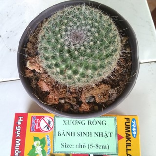 Xương rồng bánh sinh nhật - size nhỏ (5-8cm)