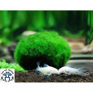 Tảo cầu marimo - đồ trang hoàng bể tép, bể thủy sinh 12 mmyl