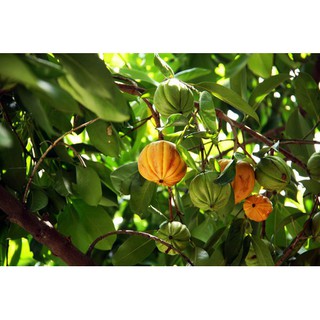 CÂY GIỐNG CÂY TAI CHUA-