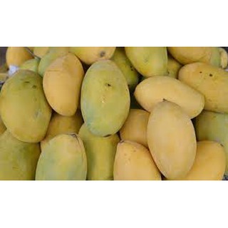 Cây giống xoài keo