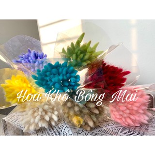 30 bông hoa khô CỎ ĐUÔI THỎ Lagurus Bunny Tails nhiều màu  decor trang trí nhà cửa, đạo cụ chụp ảnh- Bông đuôi thỏ