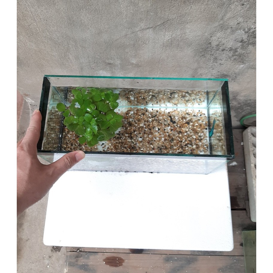 Bể cá viền keo đen, bể cá thủy sinh dài 30cm, rộng 15cm, cao 18cm