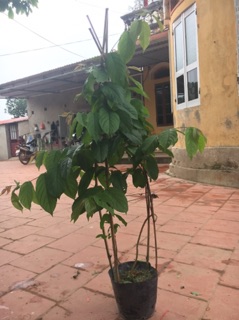 Hoa Sử Quân Tử ( Hoa Jun )