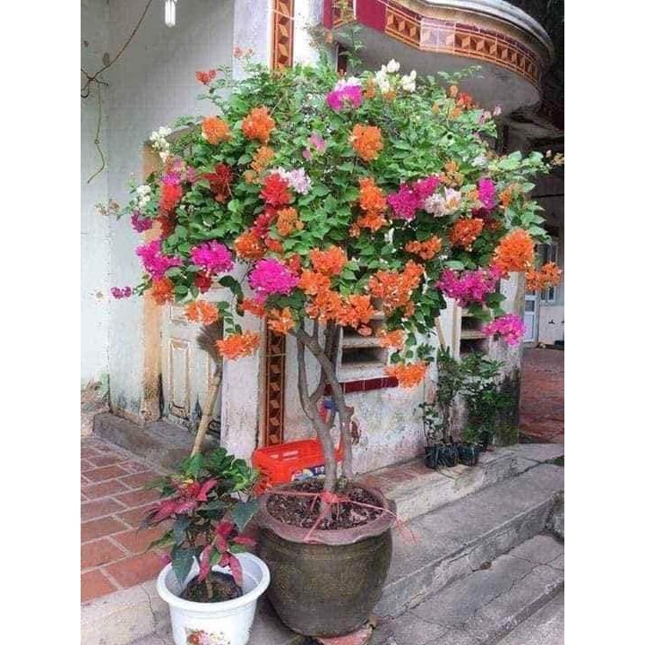 COMBO 3 CÂY HOA GIẤY NGŨ SẮC