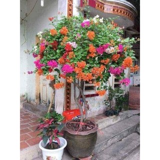 Combo 3 cây hoa giấy ngũ sắc
