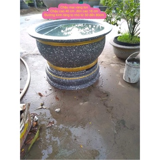 Khuôn mai vàng lun chậu cao 40 cm,đôn cao 16 cm, đường kính chậu tăng to nhỏ 50 đến 80 cm