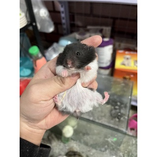 Chuột Hamster Bear màu bò sữa
