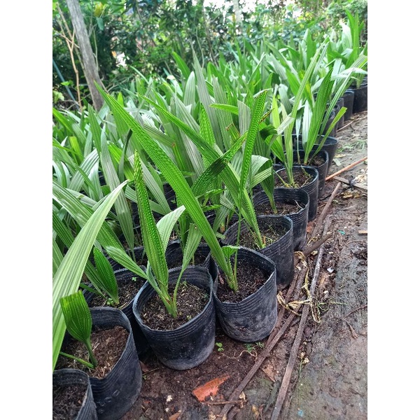 Cây chà là giống