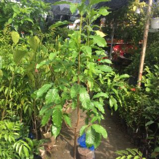 Cây vú sữa hoàng kim