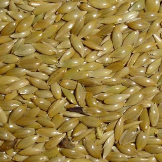 1kg hạt láng cho finch, yến hót, két.