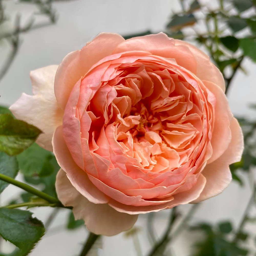Cây giống hoa hồng Masora, kích thước (45-60cm), có bầu đất khỏe mạnh, màu cam đậm, cánh hoa xoáy cúp đẹp