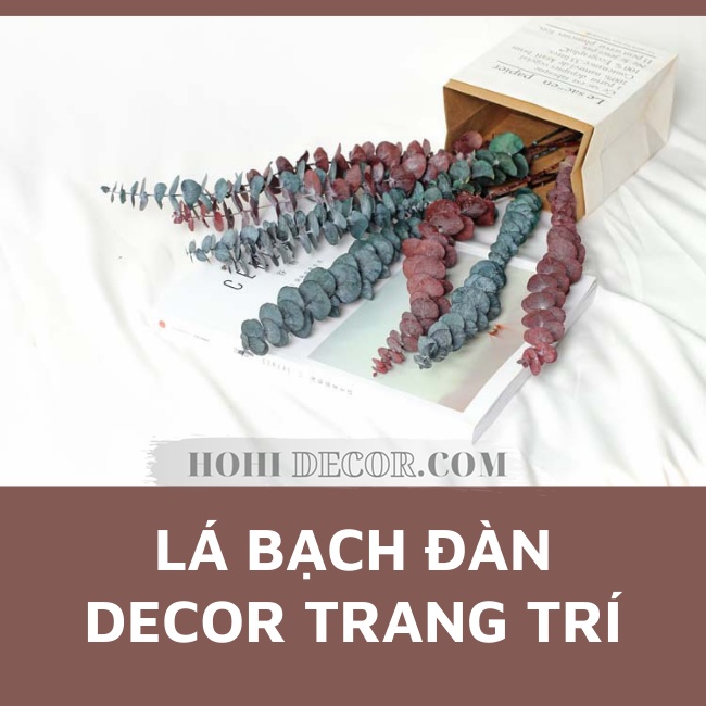 Cành Lá Bạch Đàn (Khuynh Diệp) Khô Trang Trí Chụp Ảnh Sản Phẩm, Decor Bàn Học