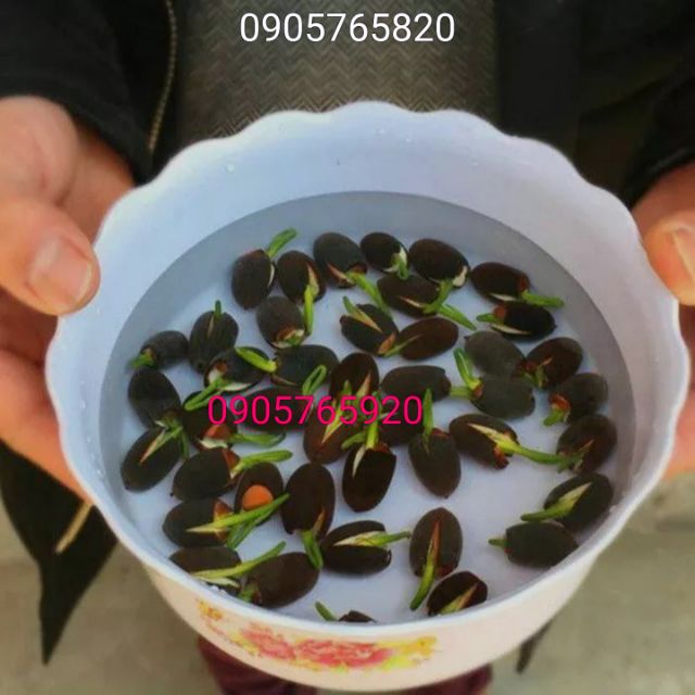 Hạt giống sen hồng  Việt Nam 20 hạt