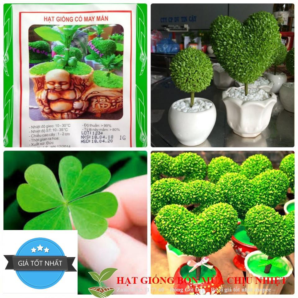 Hạt giống Cỏ May Mắn - 50 Hạt