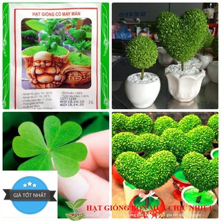 Hạt giống cỏ may mắn - 50 hạt
