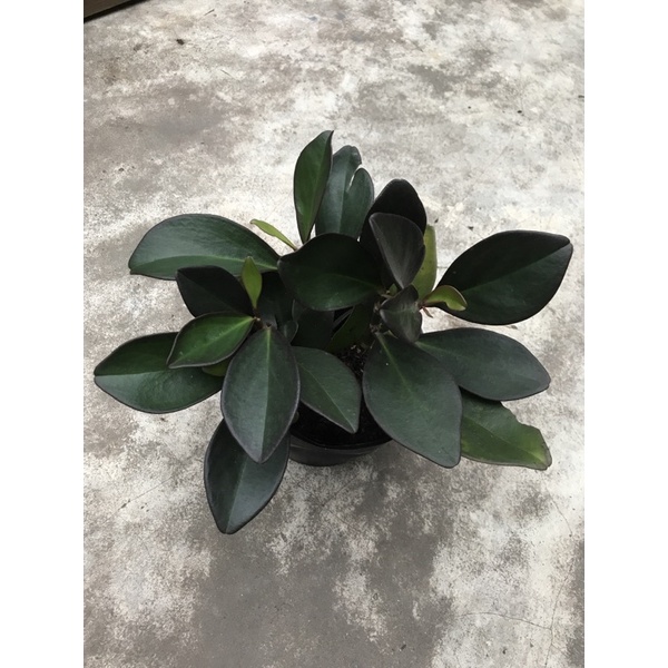 Cây trường sinh lá nâu
