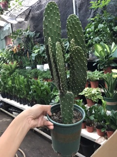Xương rồng tai thỏ dài