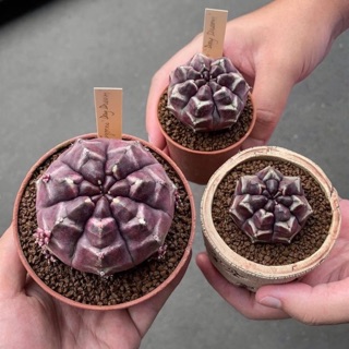 Xương rồng Daydream