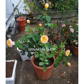 Cây hoa Juliet to cực đẹp - Hoa hồng ngoại MinaKun Shop