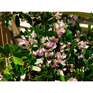 Combo 1 chậu hồng ngọc mai, 1 linh sam hồng