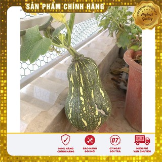 Hạt giống Bí mật (bí ngô mật)