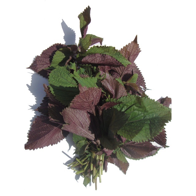 Hạt Giống Tía Tô Tím Thơm Ngon 2gr