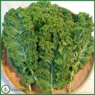Hạt giống Cải Kale (Cải rổ Xoăn) TN 69