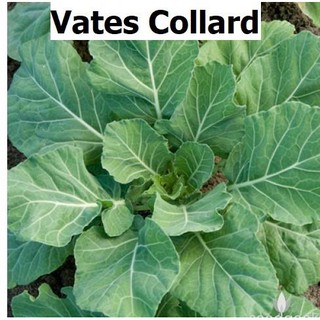 Hạt giống cải rổ Cải Collard khổng lồ 400 hạt