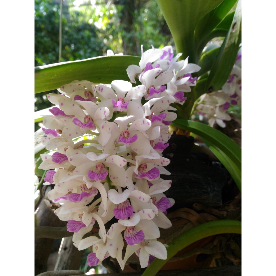 Đai châu, ngọc điểm, nghinh xuân buôn đôn