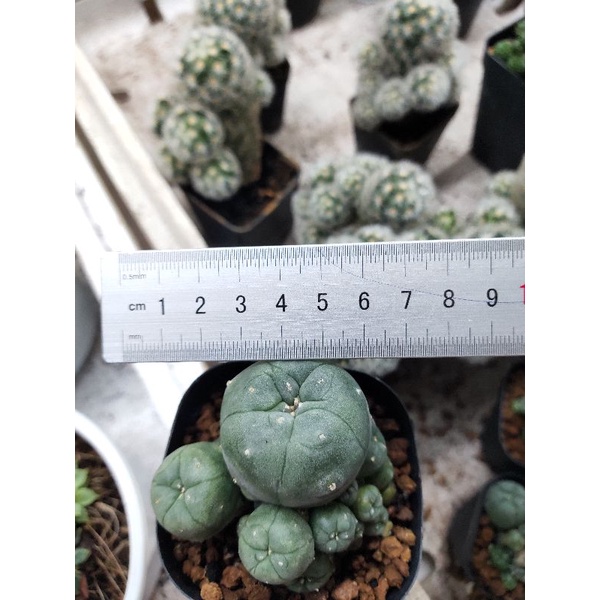 Xương rồng lopho bụi 5cm
